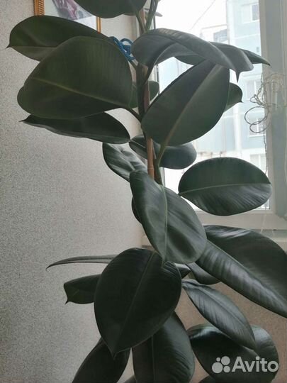Фикус каучуконосный большой