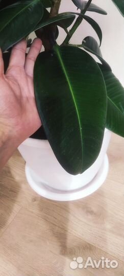 Фикус из 7 веток в дорогом грунте (1,5-2 г.)