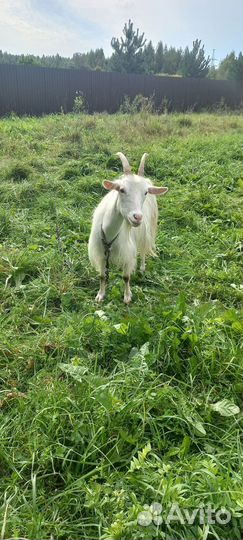 Коза дойная