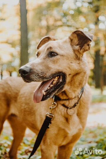 Собака по кличке Чубайс ищет дом