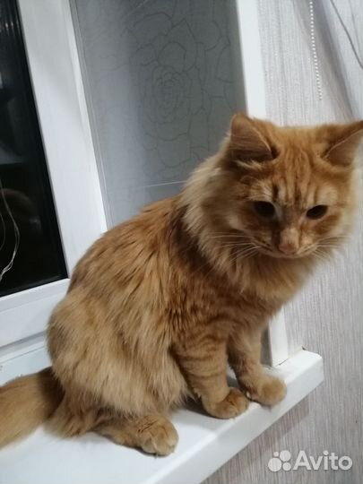 Кот метис мейкуна в дар