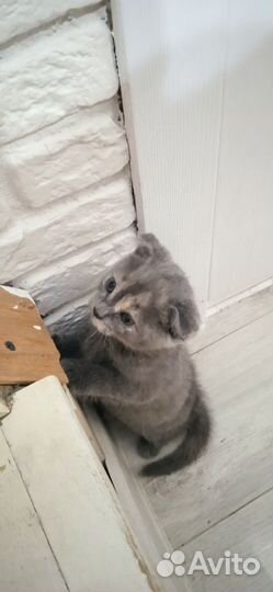 Кошка в дар бесплатно