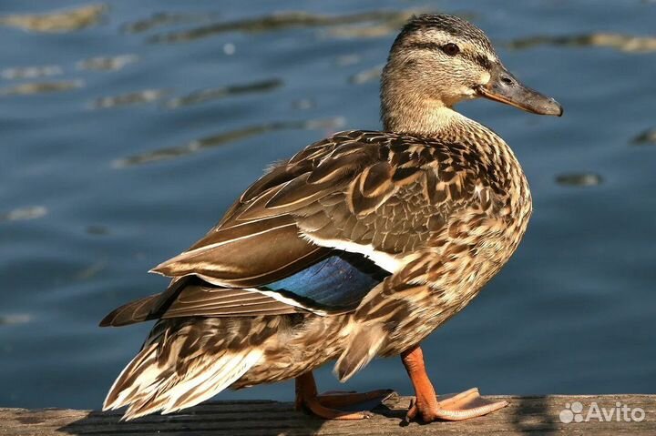 Кряковые утки