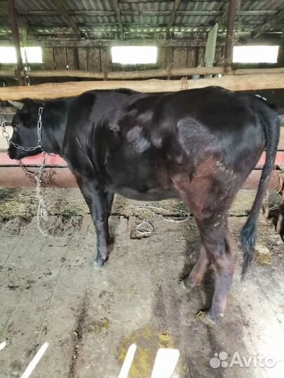 Майрамадаг тёлка