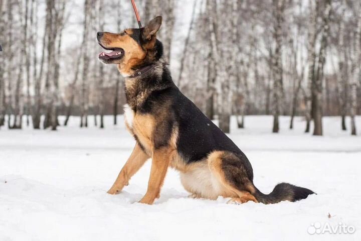 Отдам в добрые руки