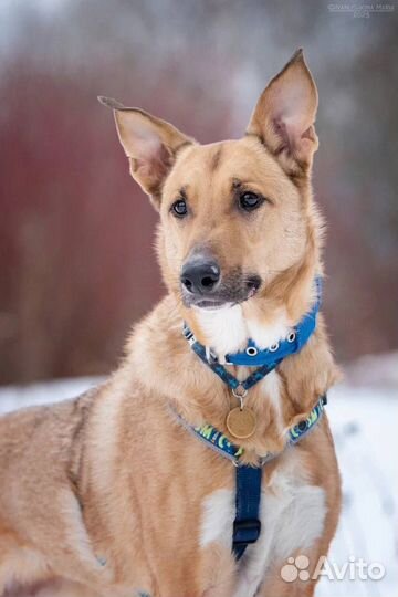 Собака из приюта Лавр в добрые руки