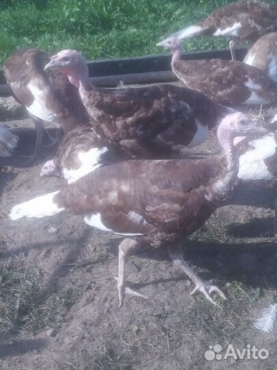 Индюшата Ред Бурбон