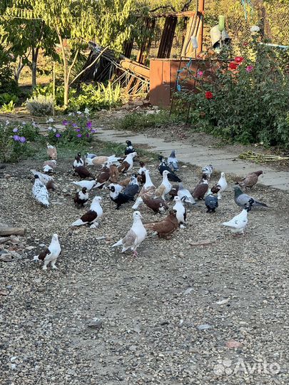 Продажа голубей