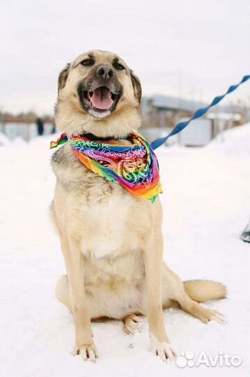 Скромная собака в добрую семью