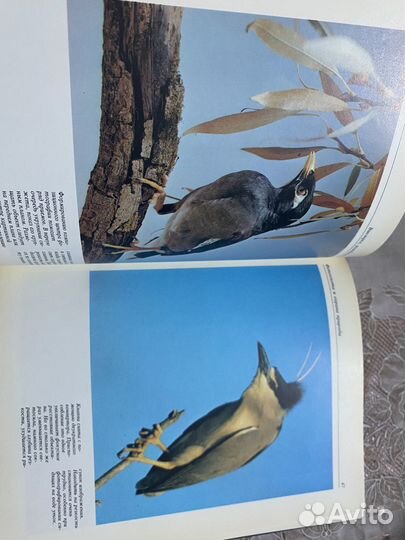 «Фотоохота» учебник для любителей