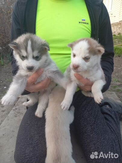 Щенки сибирской хаски