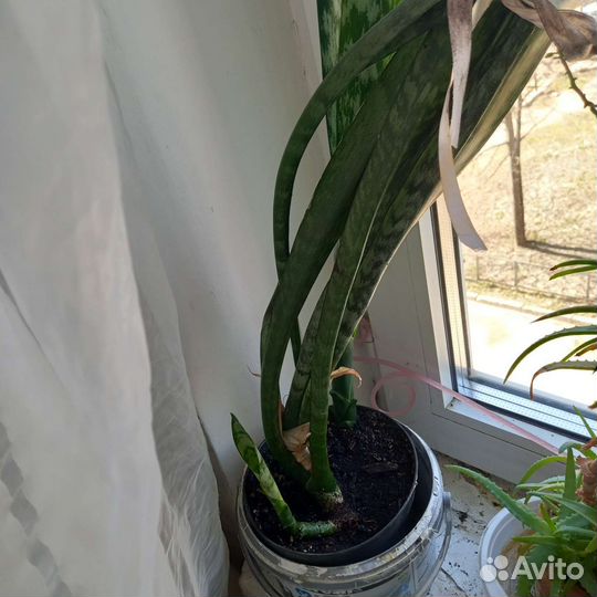 Комнатные растения