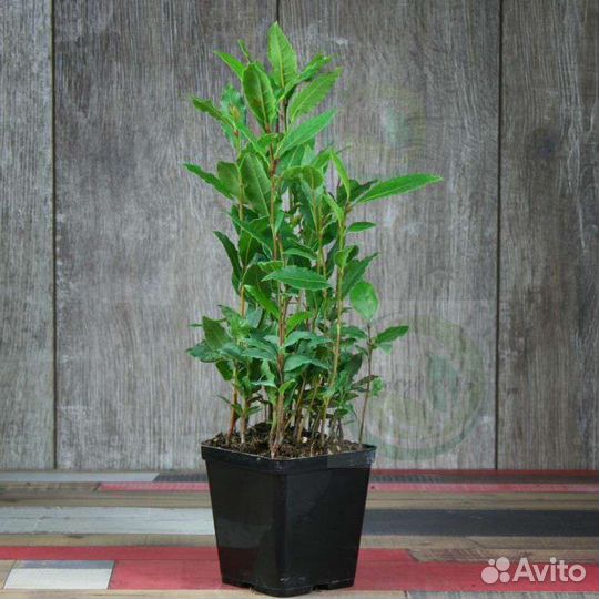 Саженцы лавра благородного