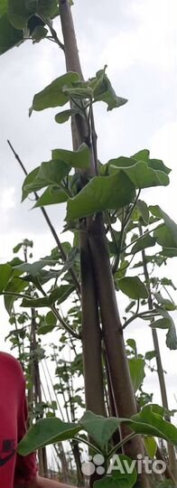 Павловния FTE