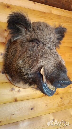 Чучело головы кабана