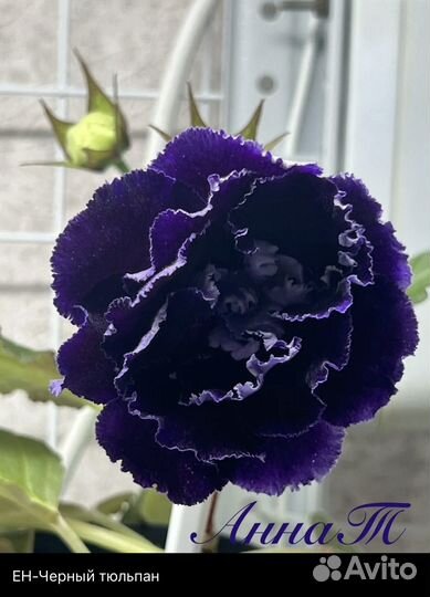 Глоксиния (укорененные листья)