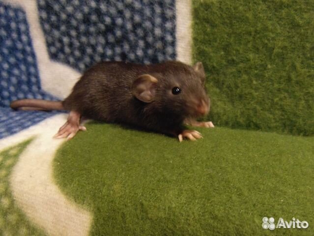 Крысы, крысята дамбо, стандарт, клетки