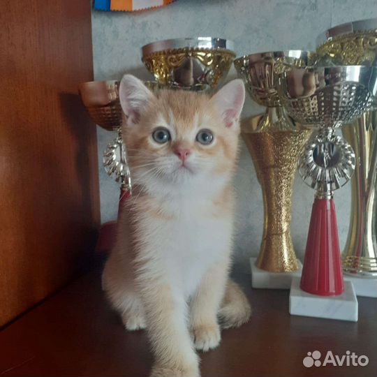 Шотландские котята скотиш страйт