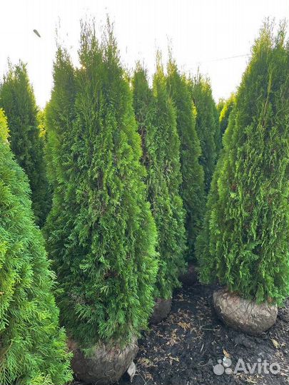 Туя Смарагд из питомника