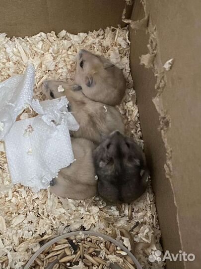 Джунгарский хомяк