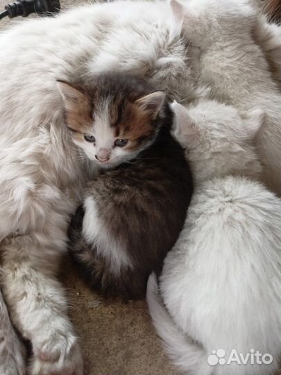 Кошка в дар