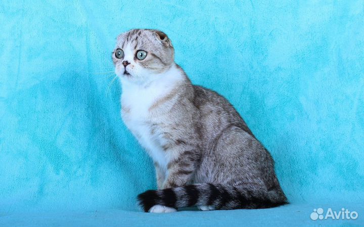 Котята хайленд фолд