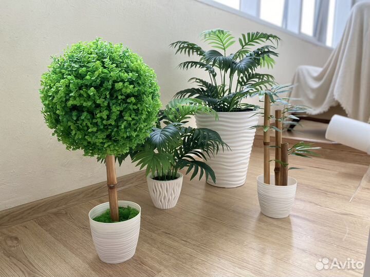 Самшит топиатий