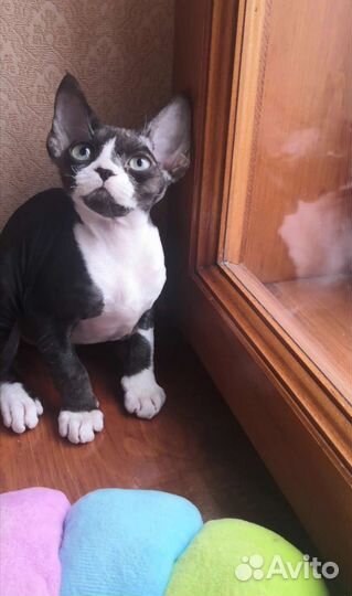 Девон мальчик