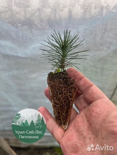 Зкс Сосна сеянцы Ели Лиственницы окс Голуб Горная