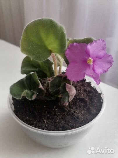 Продам цветы комнатные