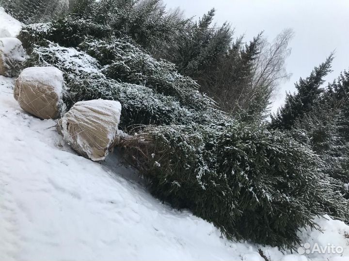 Ель обыкновенная, крупномер