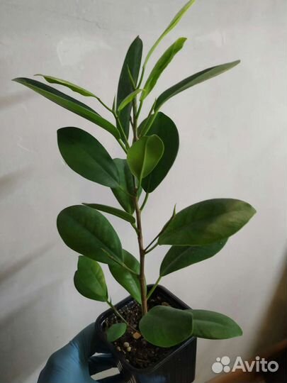 Фикус микрокарпа