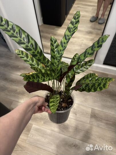 Калатея Лансифолия