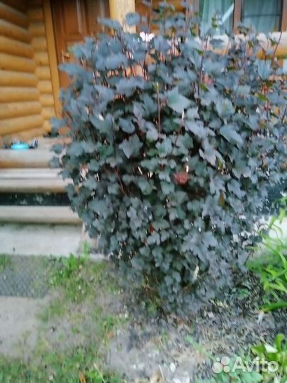 Пузереплодник, крокус