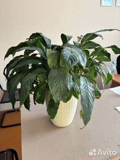 Комнатные цветы