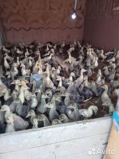 Гуси куры утки