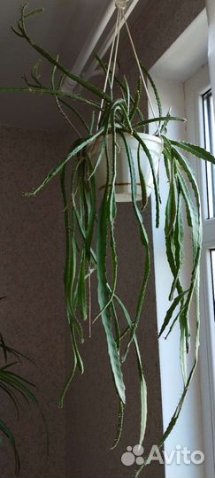 Кактус ампельный