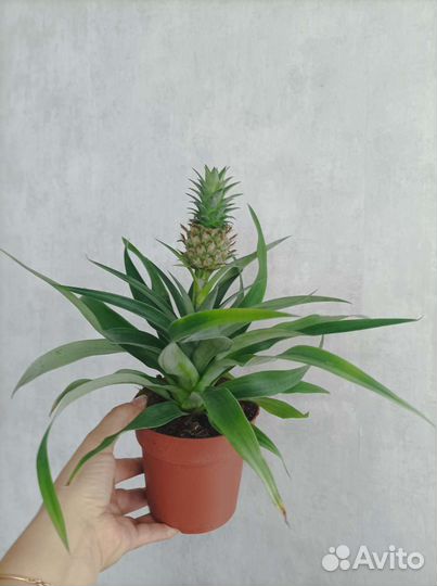 Комнатный ананас