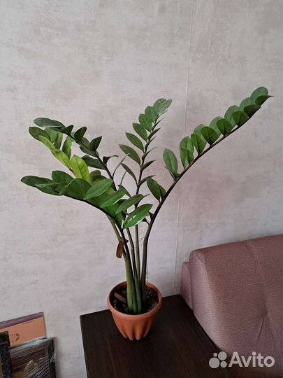 Замиокулькас, калла белая, гибискус махровый