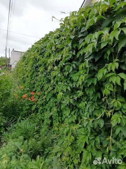 Девичий виноград