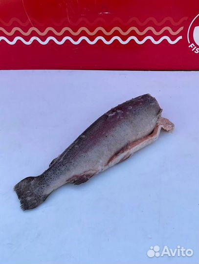 Форель Турция 1,4-1,8 / 2,7-3,6кг