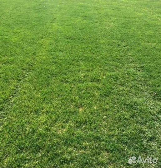 Рулонный газон, посевной газон