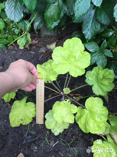 Гейхера лимонная