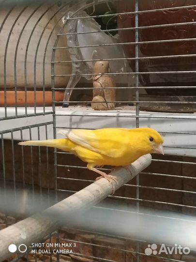 Продаются молодые кенара