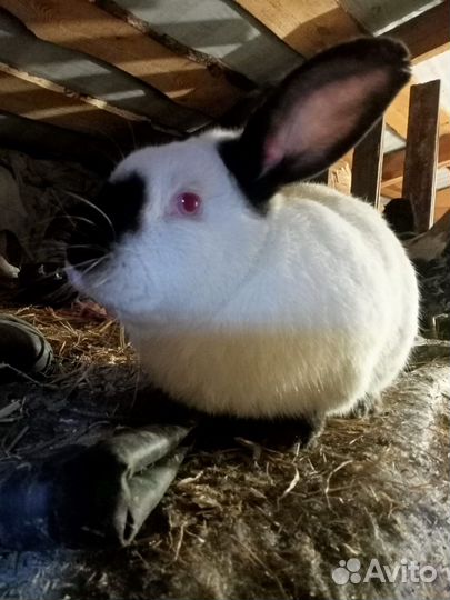 Кролики мясных пород