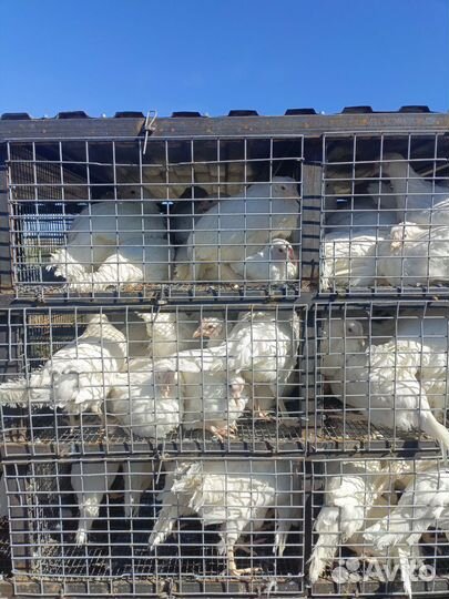 Куры молодки