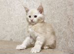 Мейн-кун котёнок-кот крем серебро