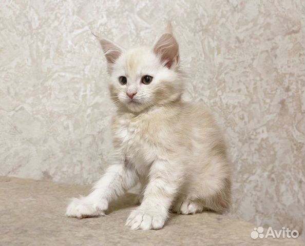 Мейн-кун котёнок-кот крем серебро объявление продам