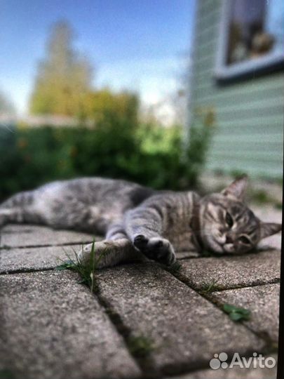 Котята в добрые руки бесплатно