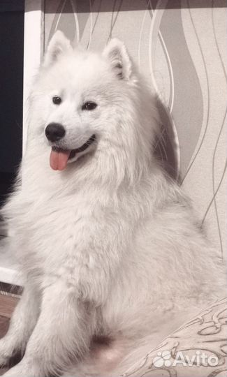 Самоед Вязка
